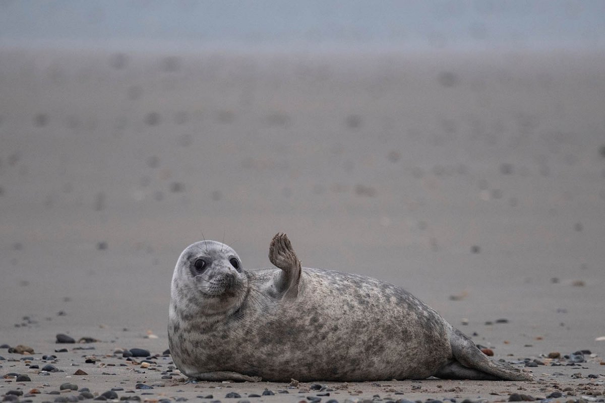 Арктические пустыни кольчатая Нерпа