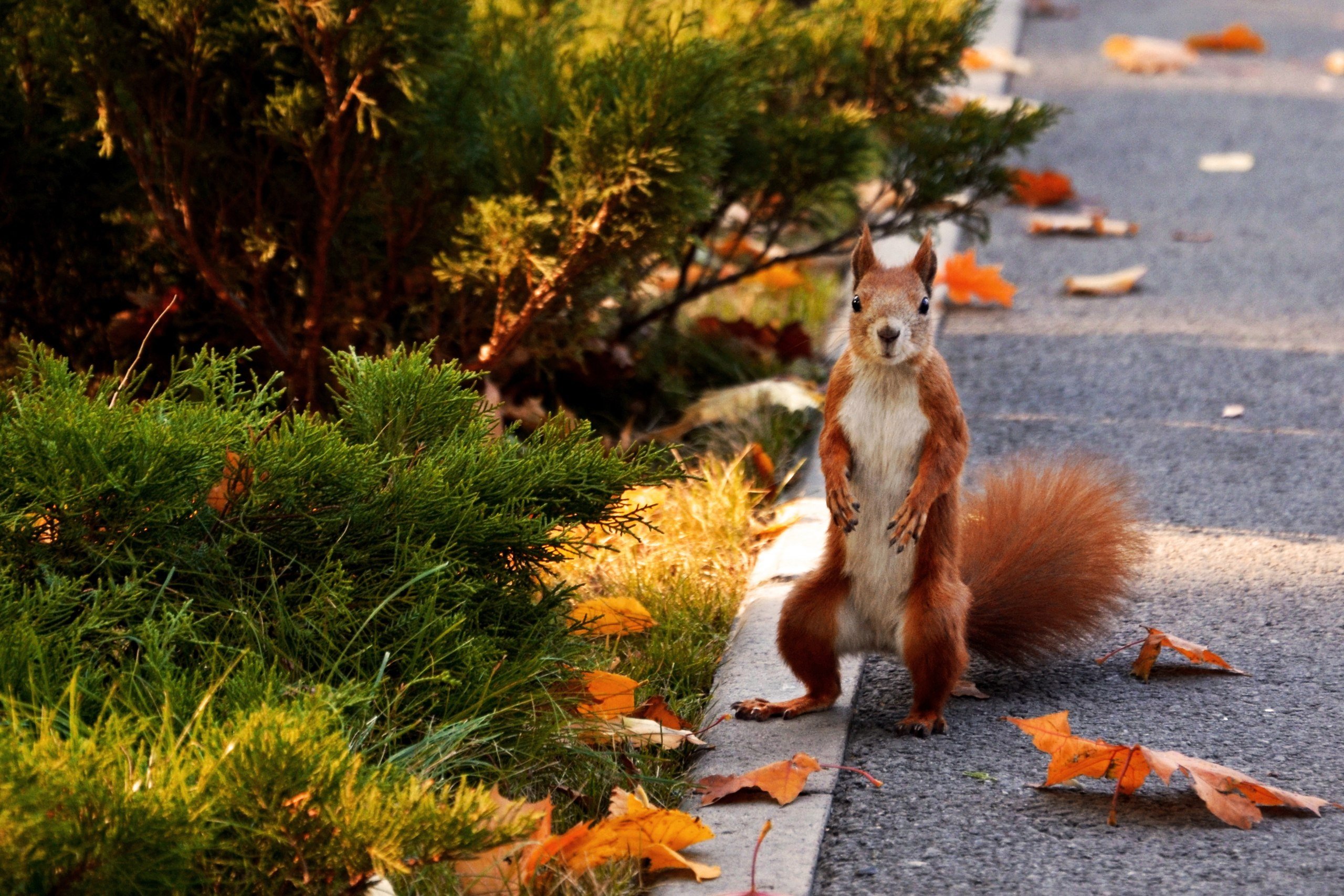 Живая природа города. Осень животные. Звери в лесу. Осень с животными. Осень звери.