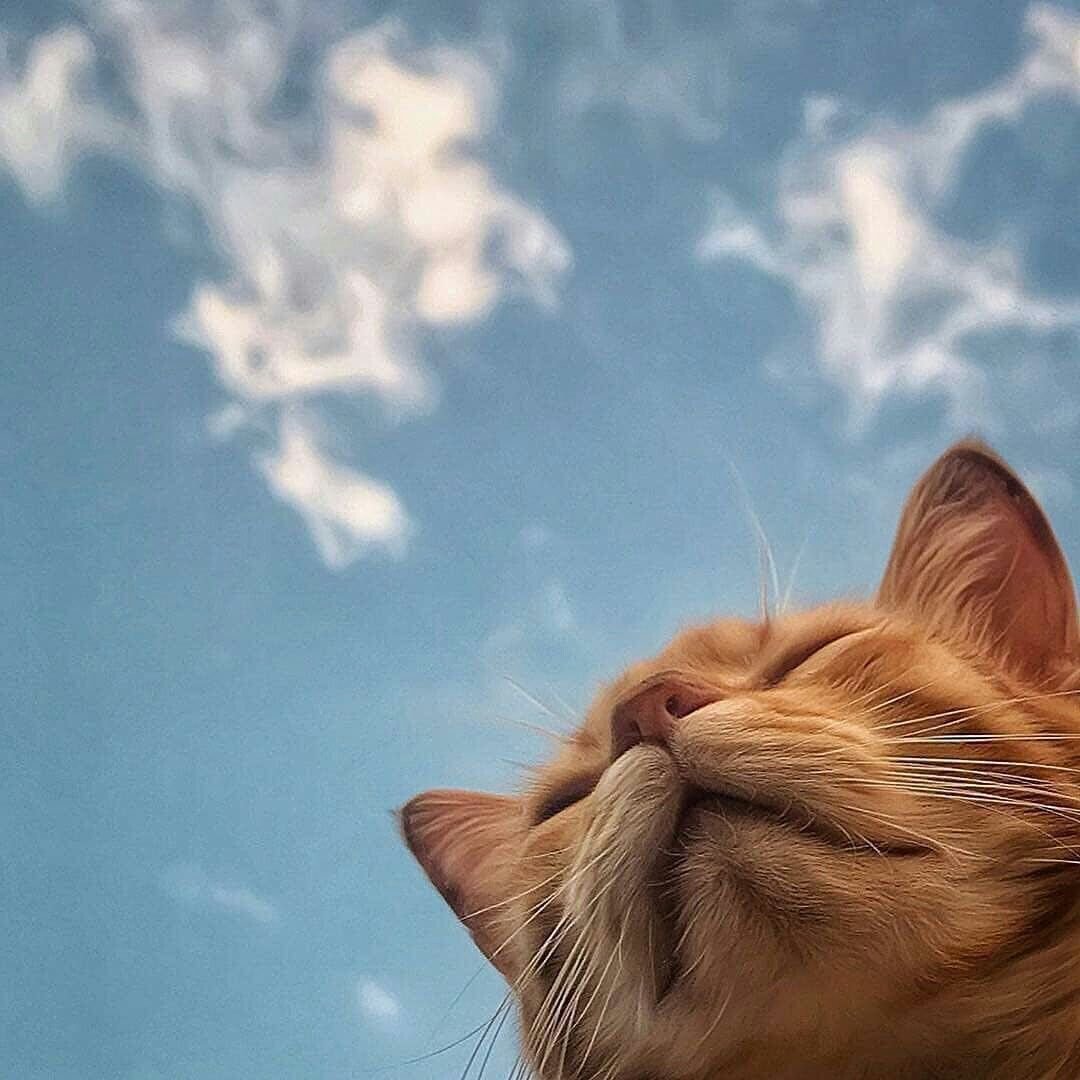 Котики Эстетика