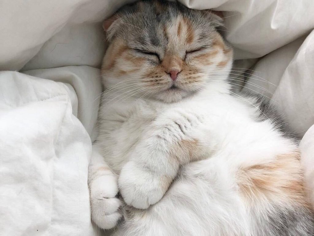 Спящий пушистый кот