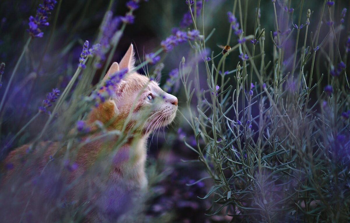 Коты Воители Лаванда
