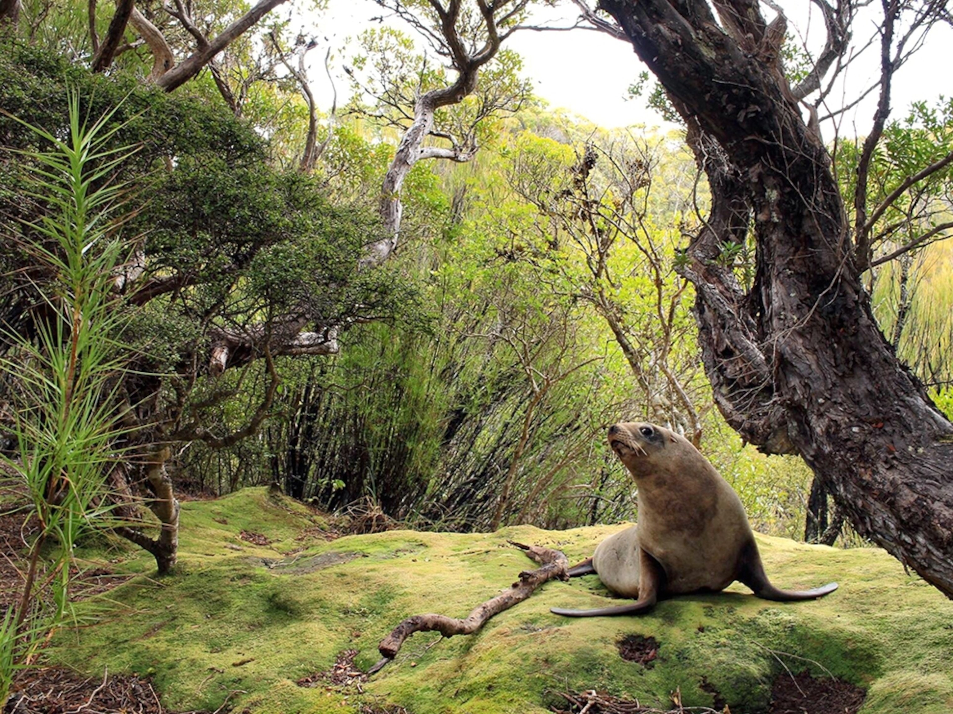 Home wildlife. Животные новой Зеландии. Новая Зеландия природа животные. Дикая природа новой Зеландии.