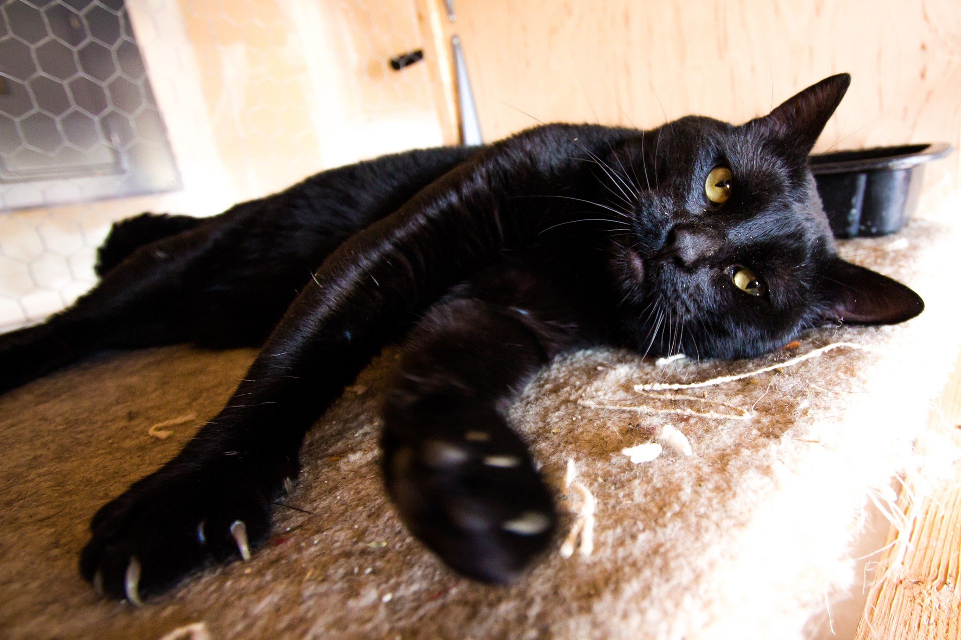 Первый огромный черный. Бомбейская черная кошка. Порода кошек Бомбейская кошка. Черный кот порода Бомбей. Чёрная кошка порода Бомбейская.