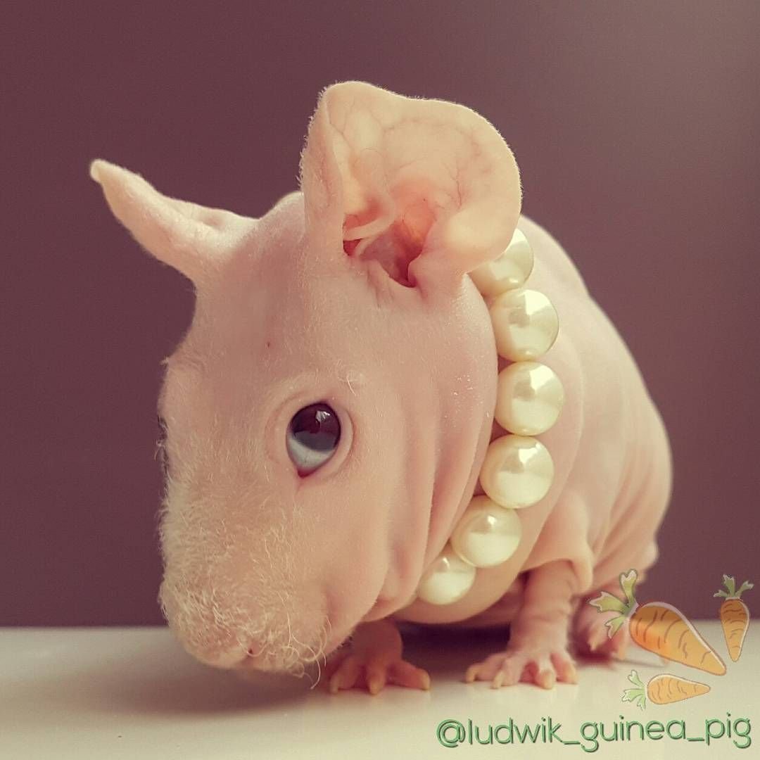 Морская Свинка сфинкс