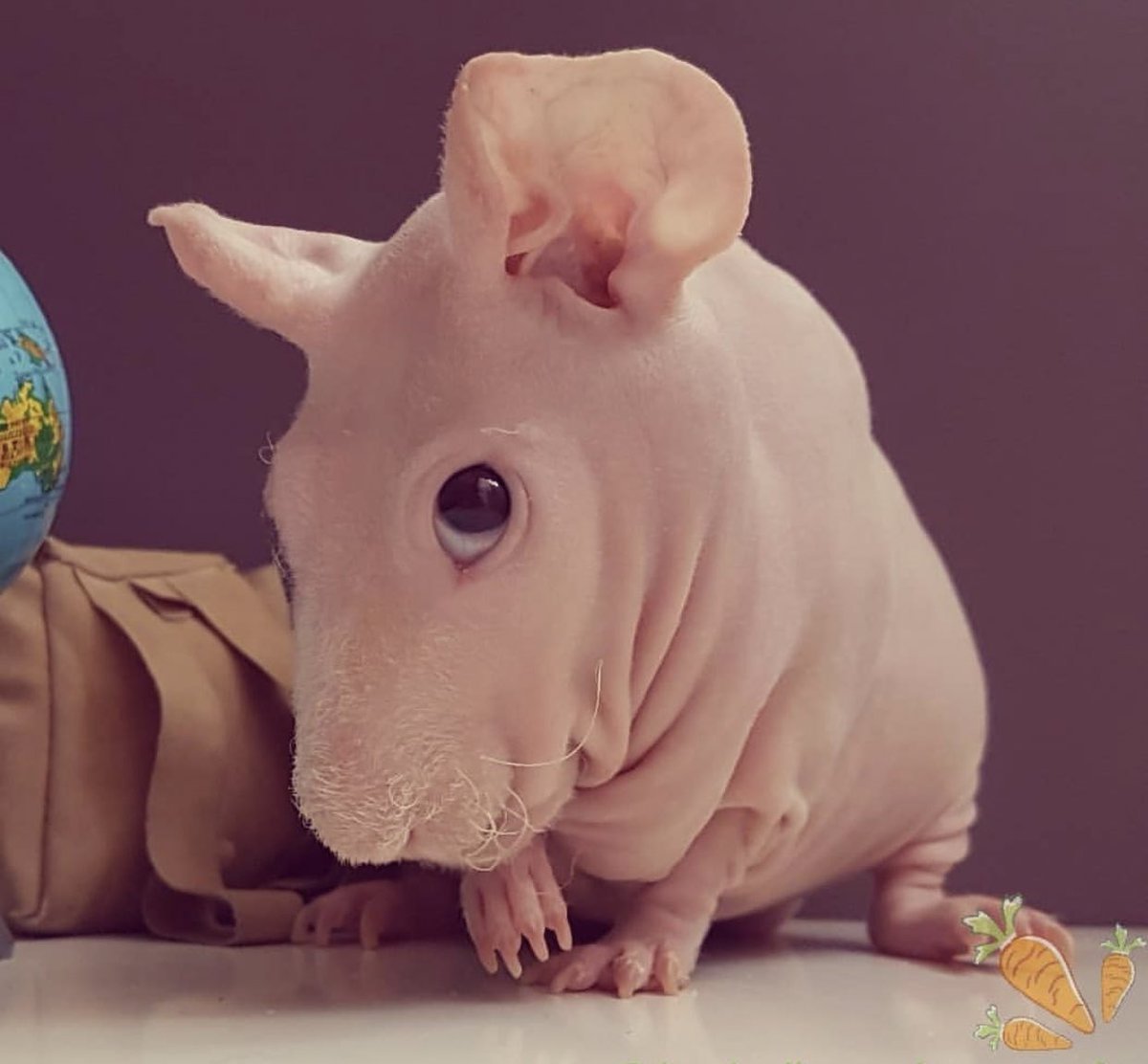 Морская Свинка Болдуин