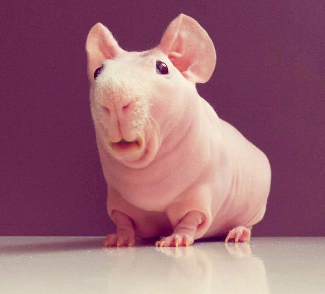 Лысая морская Свинка Болдуин