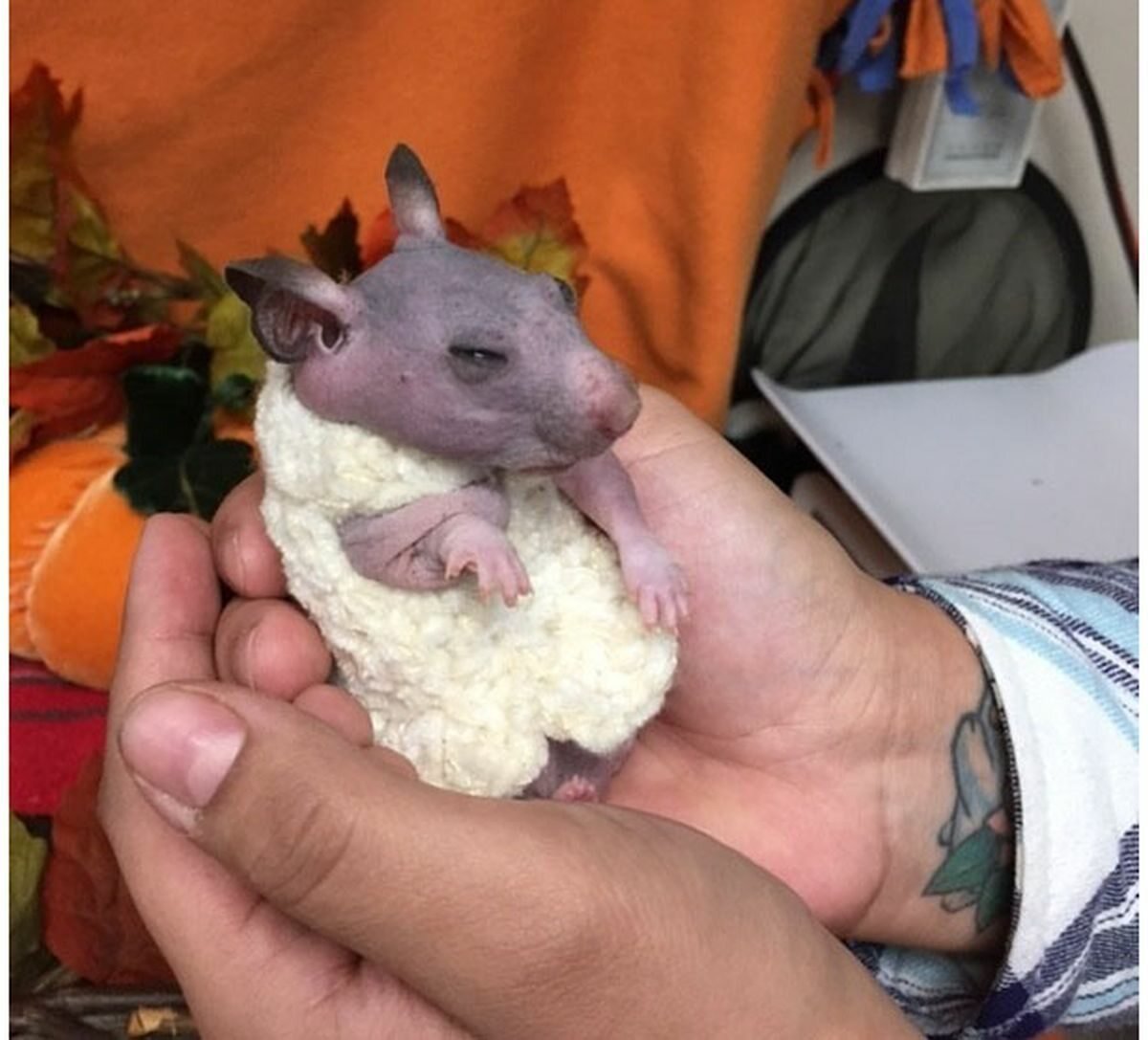 Лысый сирийский хомяк