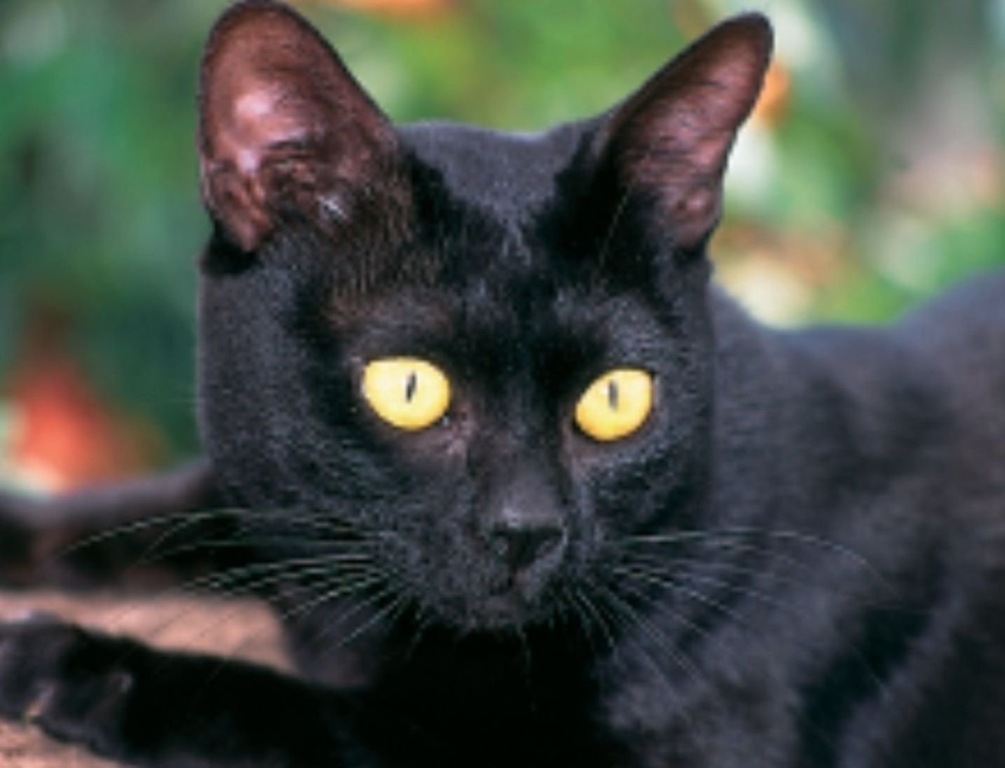 Порода черной кошки с желтыми глазами. Бомбейская черная кошка. Британская Бомбейская кошка. Чёрная кошка порода Бомбейская. Бомбейская пантера.