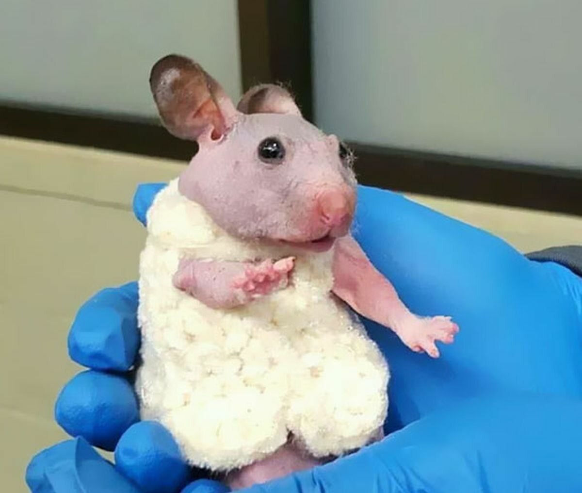 Скинни хомяк лысый