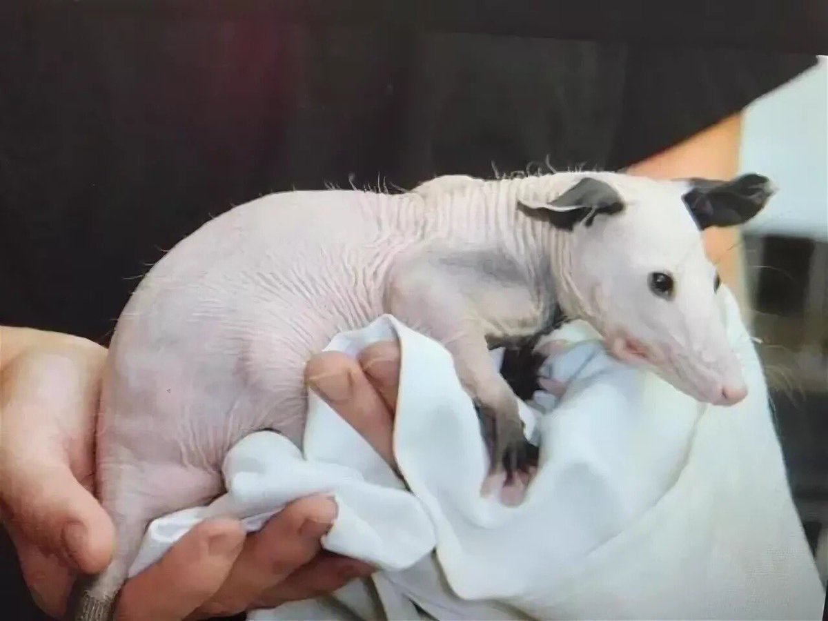 Лысый опоссум