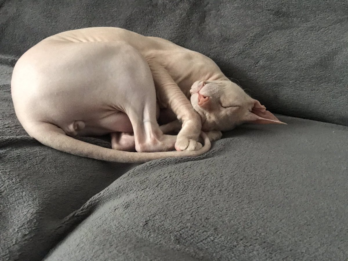 Сфинкс спокоен