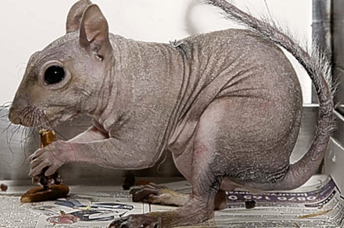 Шиншилла сфинкс