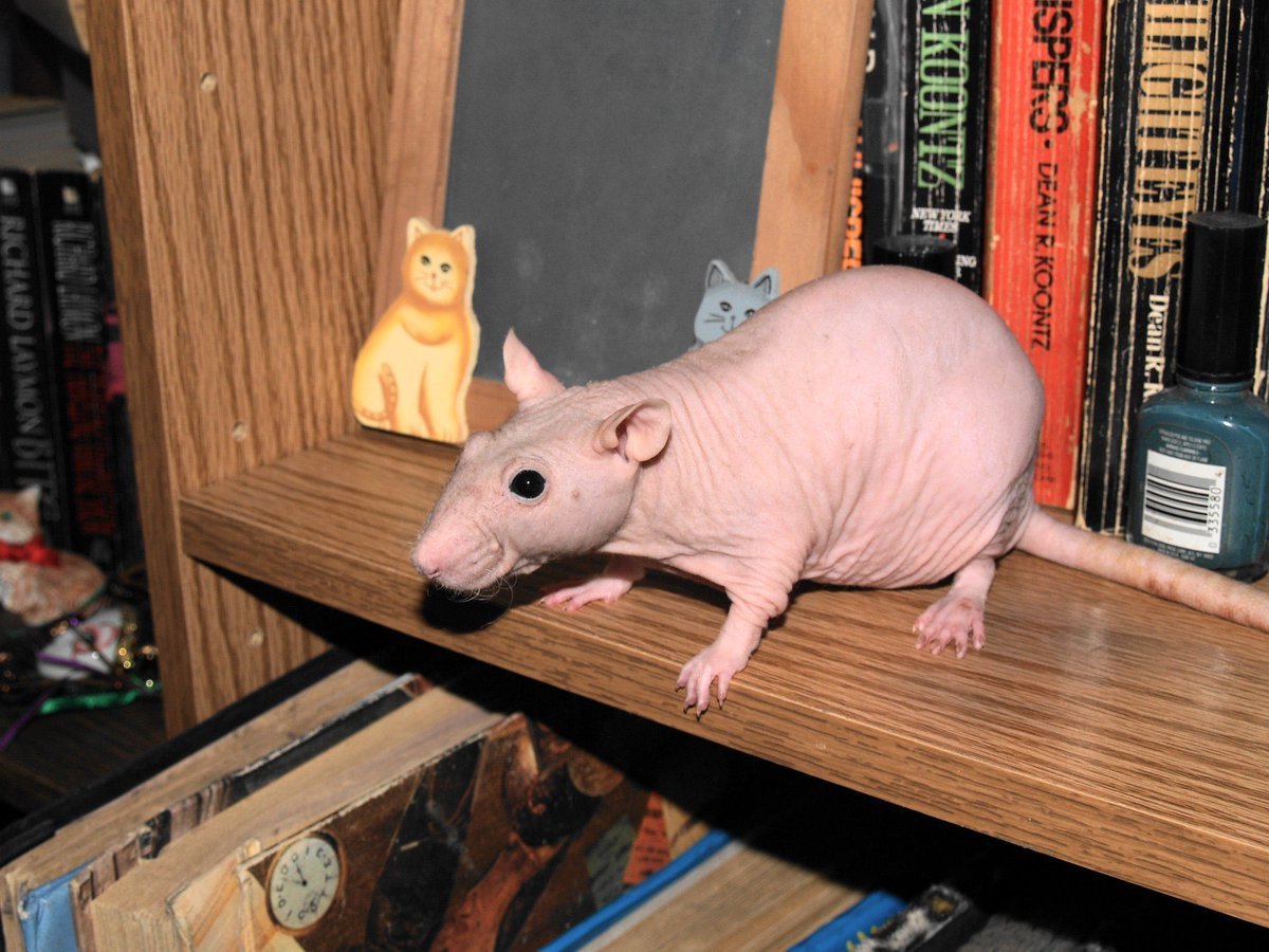 Декоративная крыса сфинкс