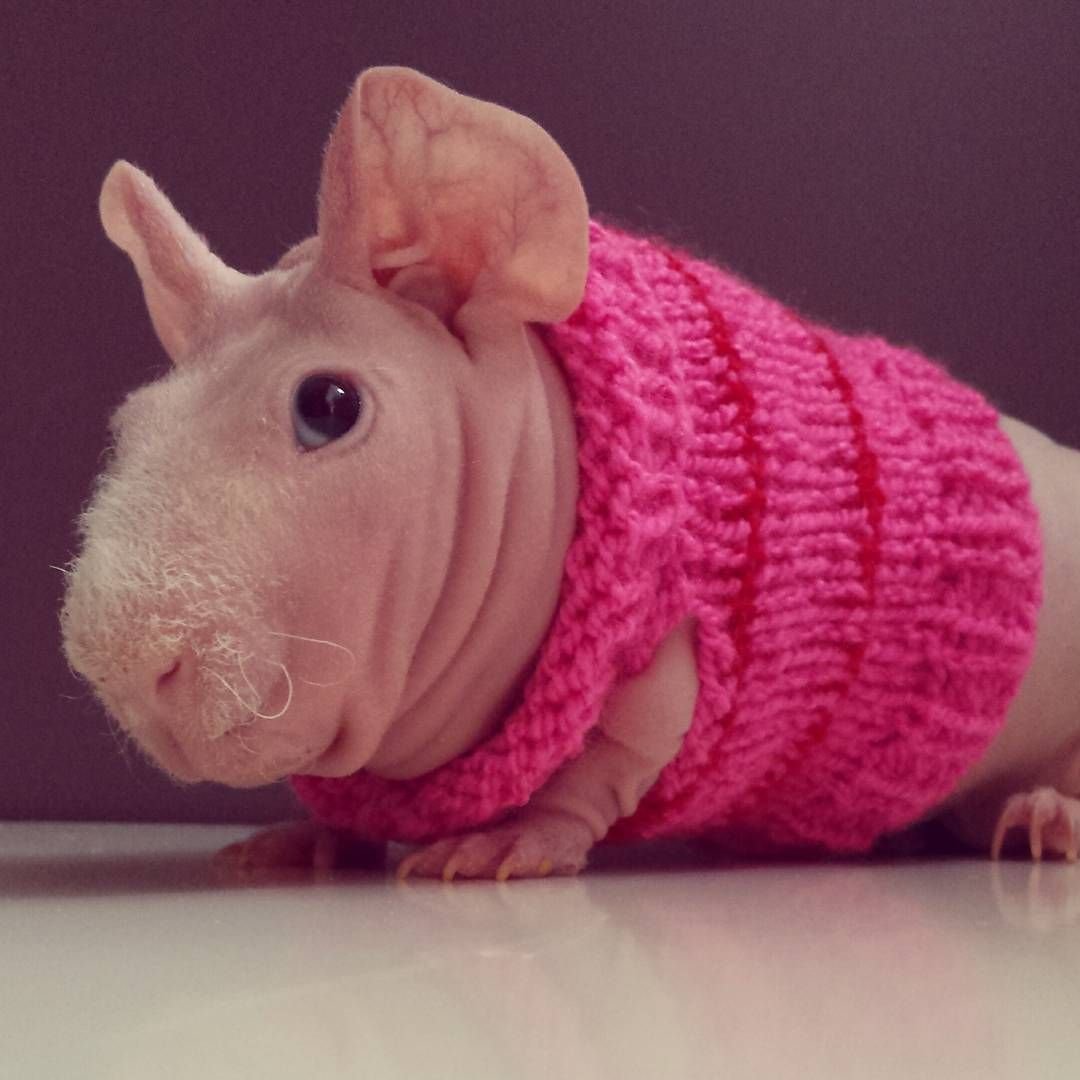 Морские свинята скинни