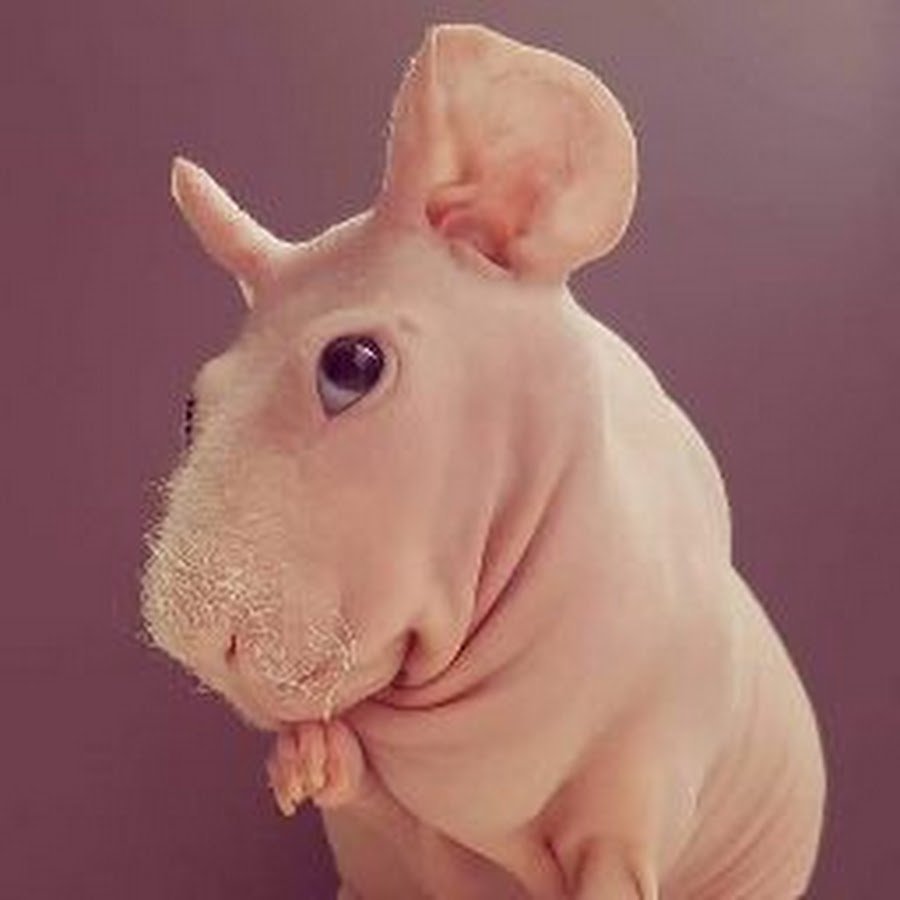 Лысые морские свинки скинни