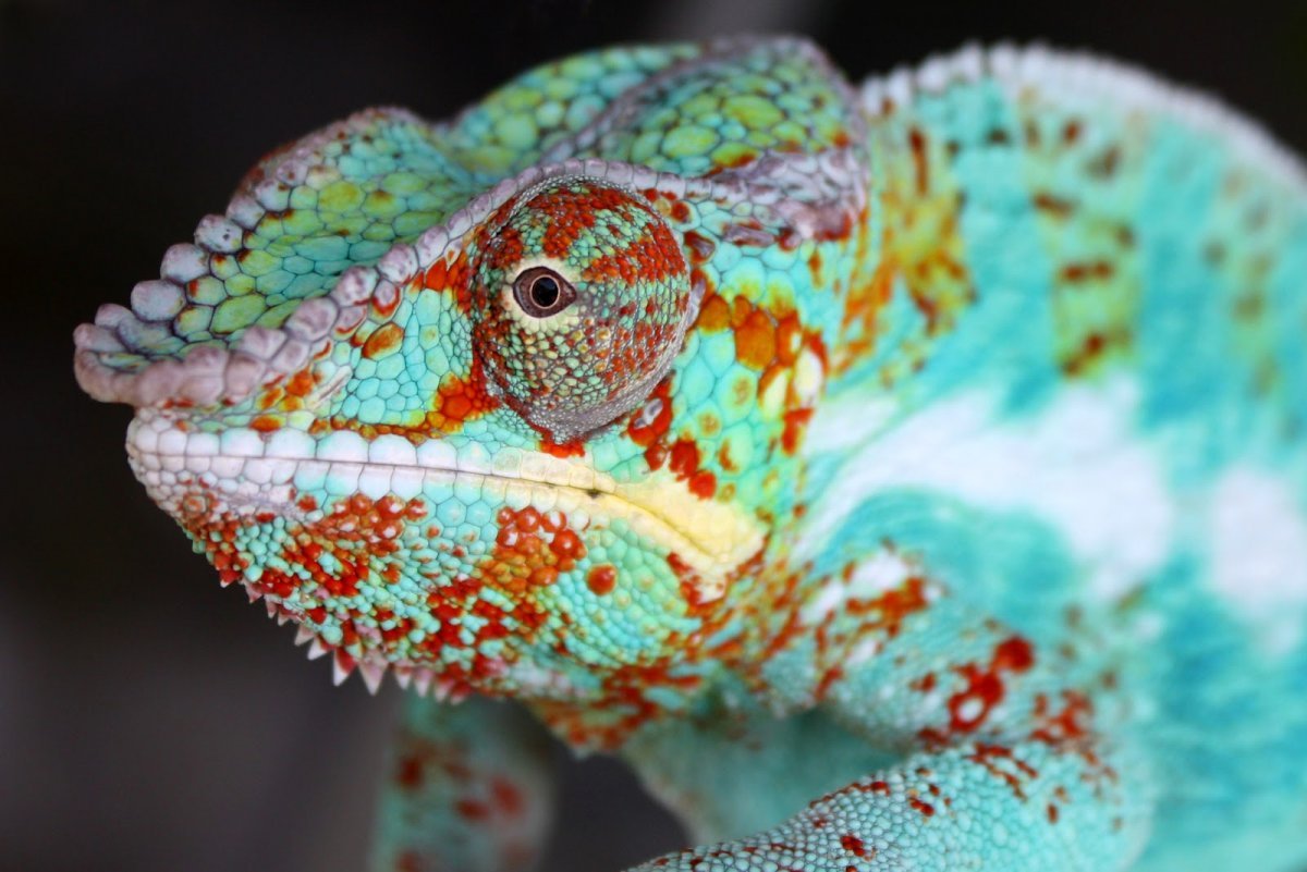 Хамелеон красивый