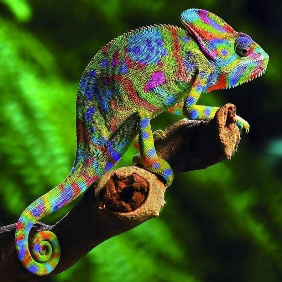 Пантерный хамелеон