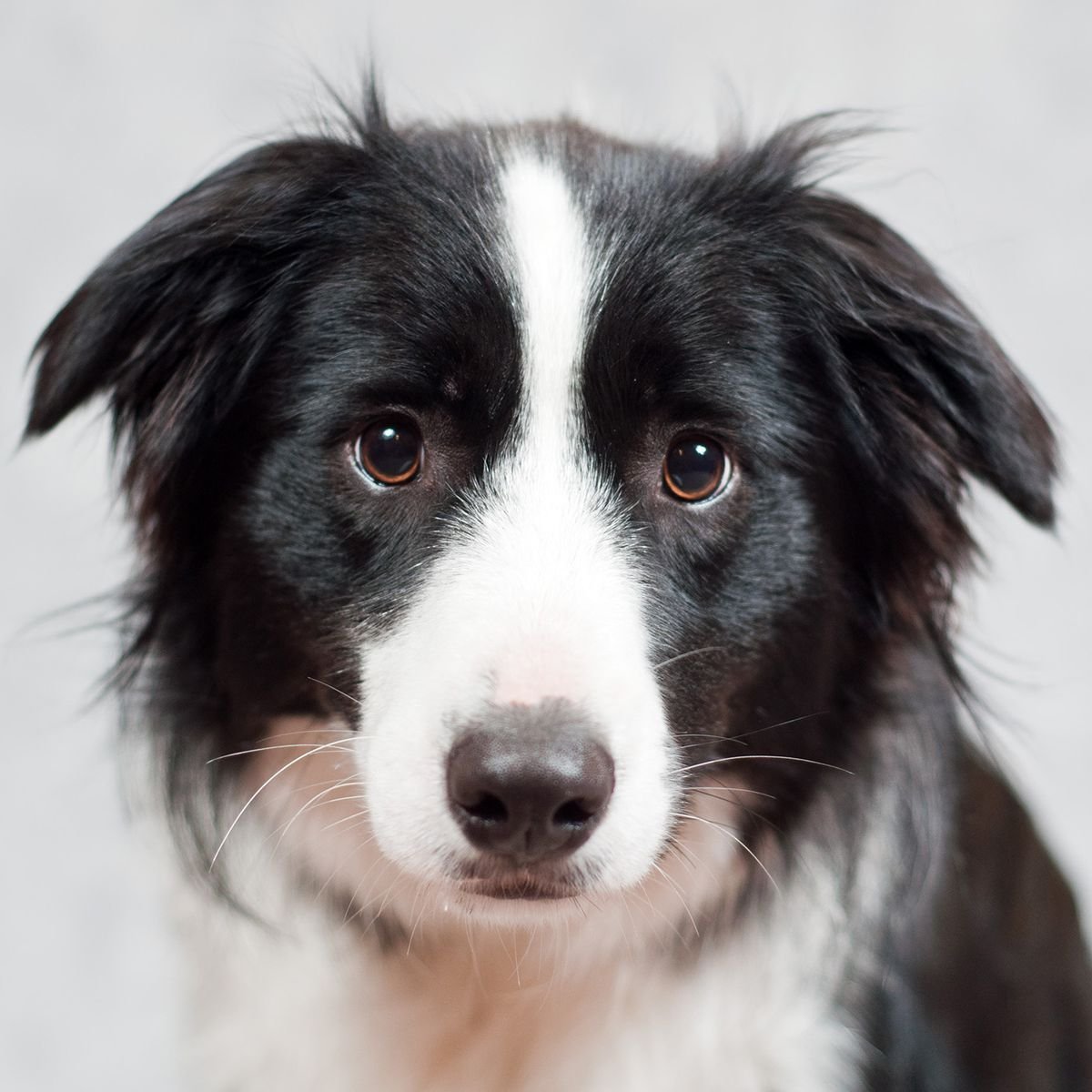 Метис бордер колли