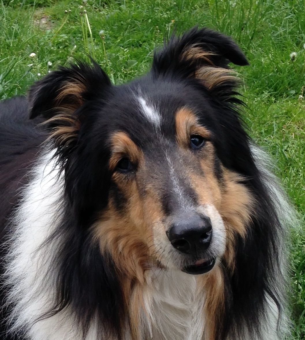 Колли жесткошерстная