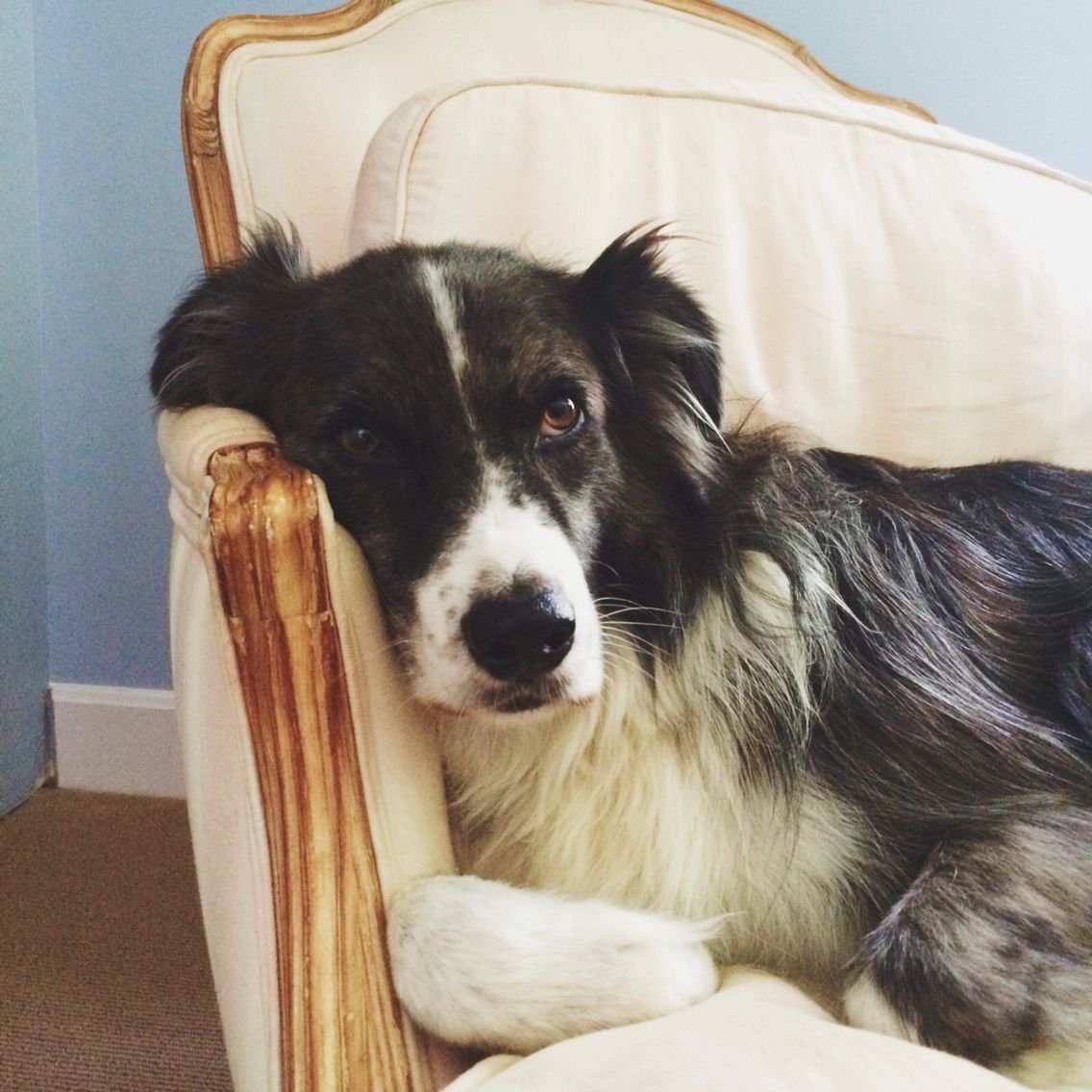 Бордер колли Ким