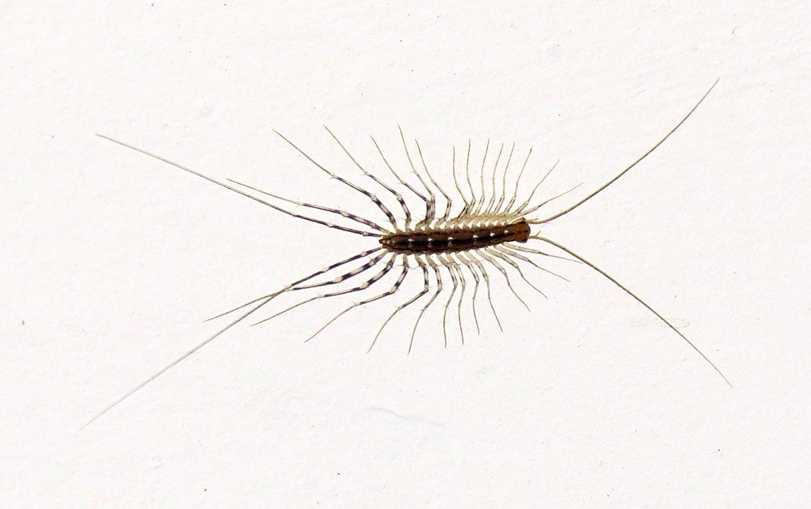 Scutigera coleoptrata