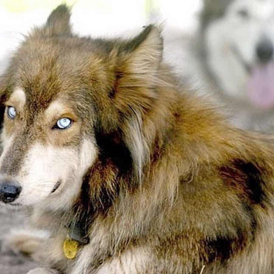 Метис бордер колли и волка