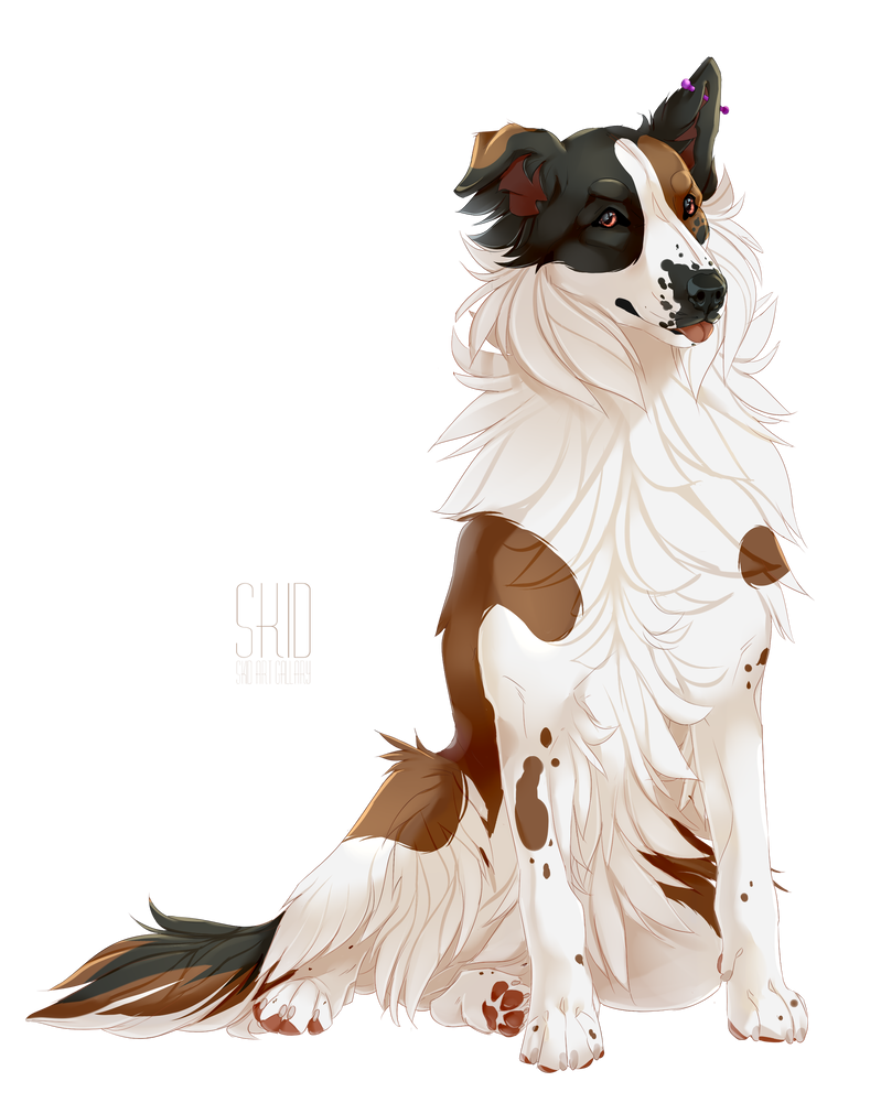 Бордер колли арт