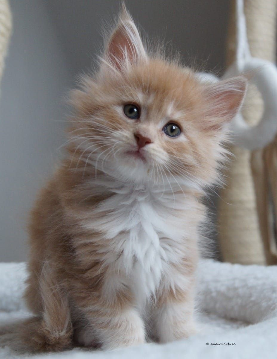 Эстетика кошек