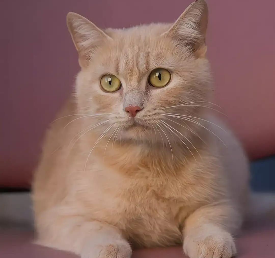 Писко Золотая Британская шиншилла