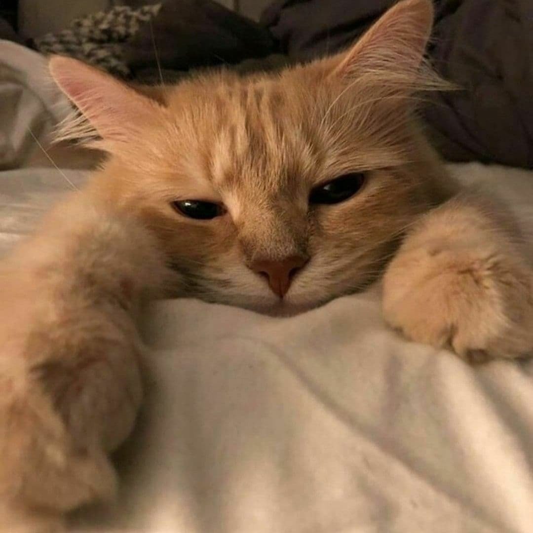 Сибирский кот персикового окраса