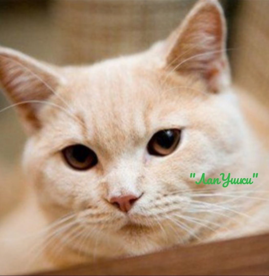 Персиковый шотландский кот прямоухий