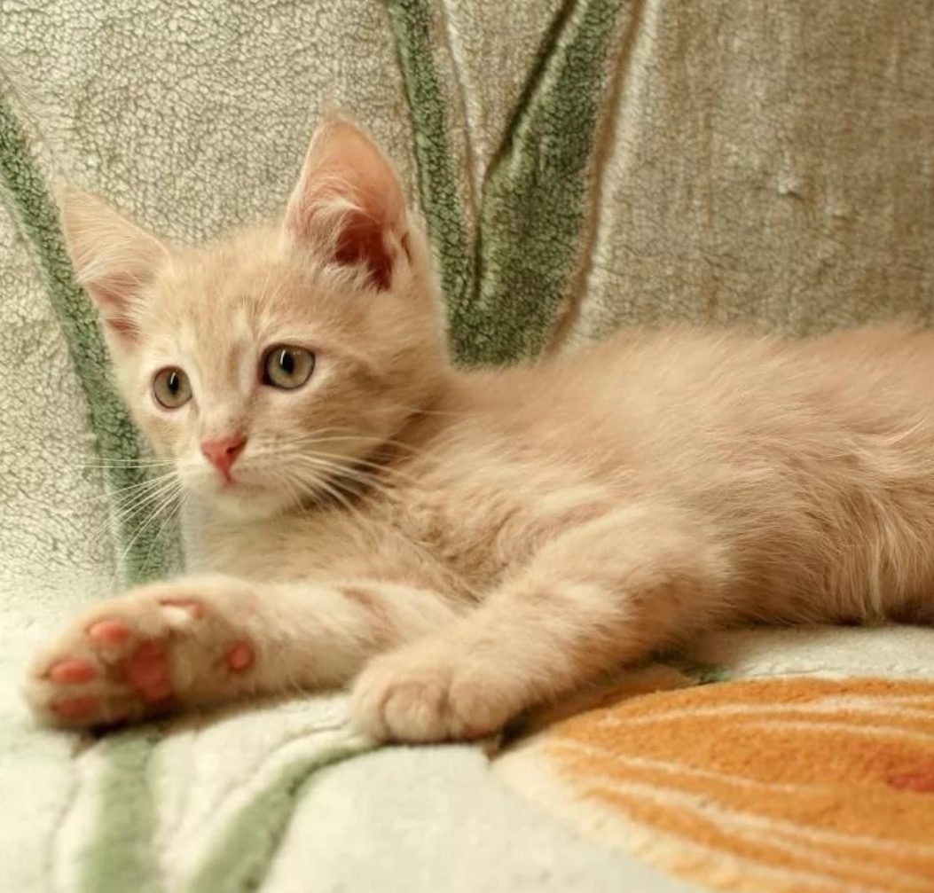 Сибирский гладкошерстный персиковый кот