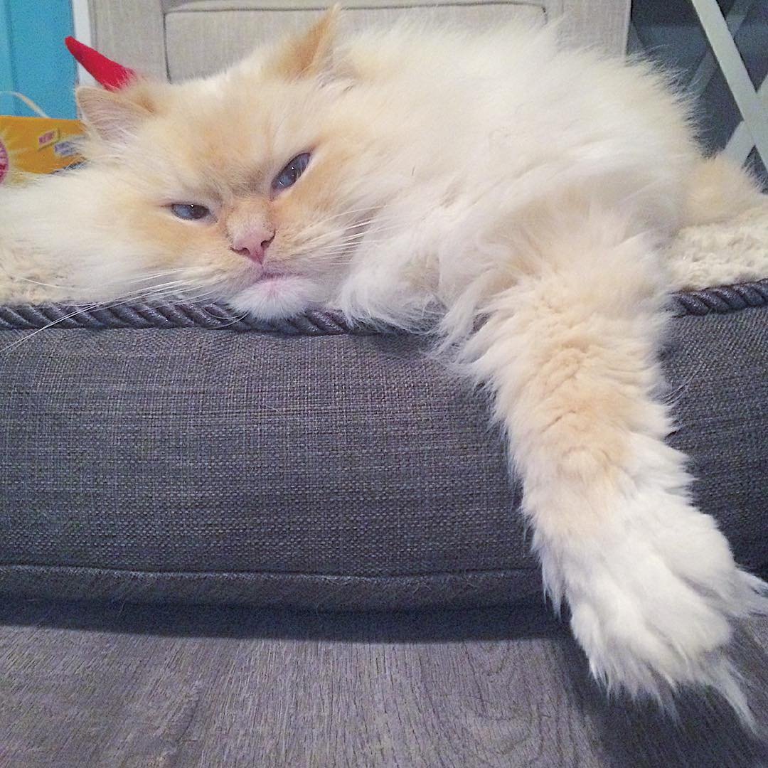 Сибирская кошка палевая персик