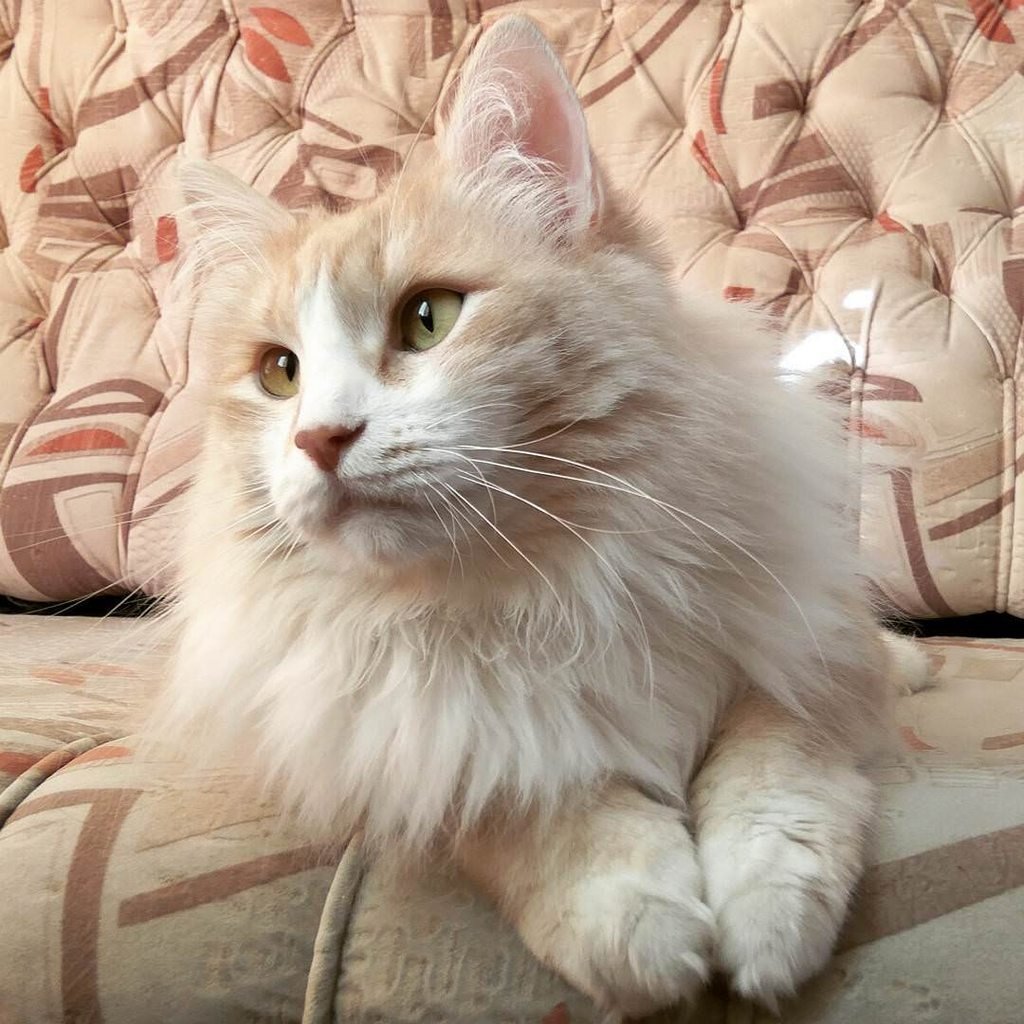 Скоттиш страйт персиковый