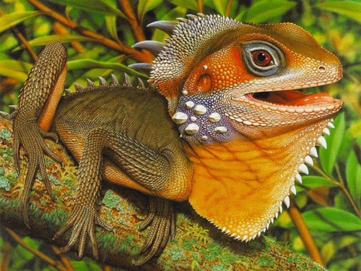 Ящерица Лесной дракон