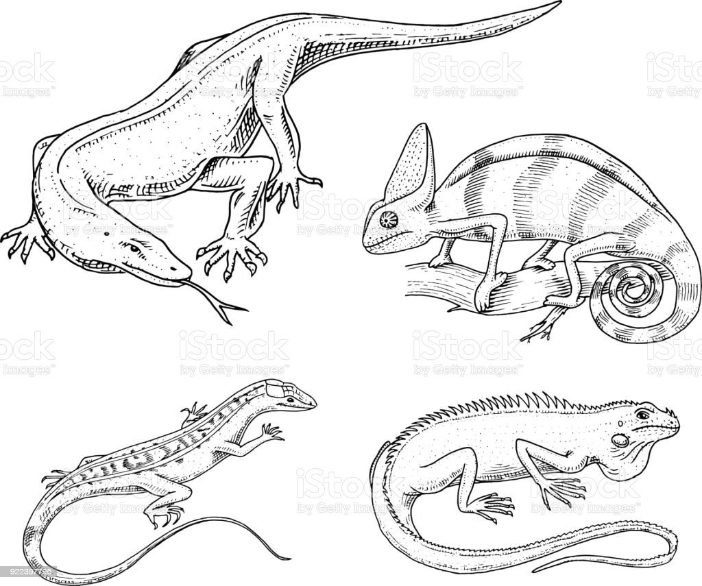Раскраски пресмыкающиеся для детей 4-5 лет
