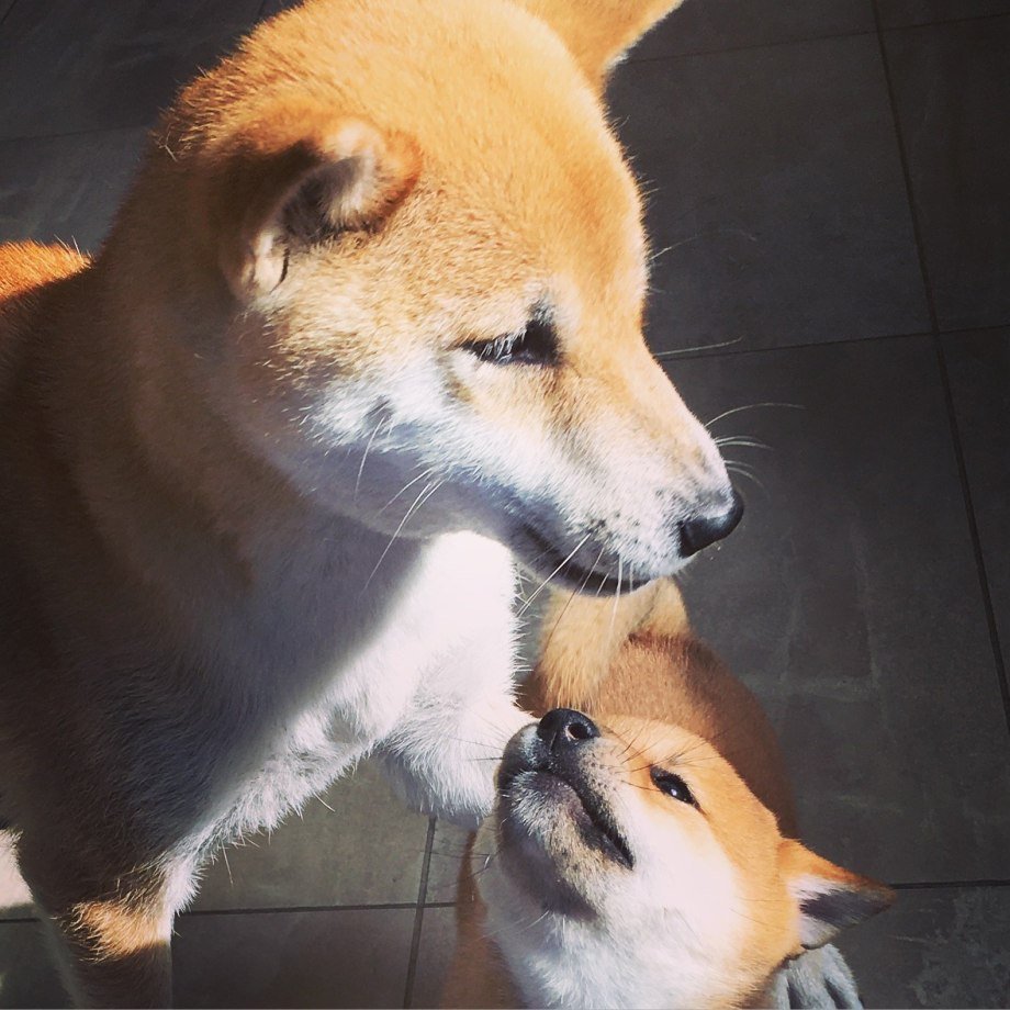 Метис корги и сиба ину