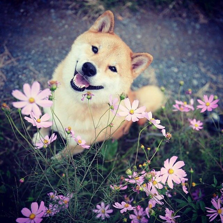 Милые Акита ину