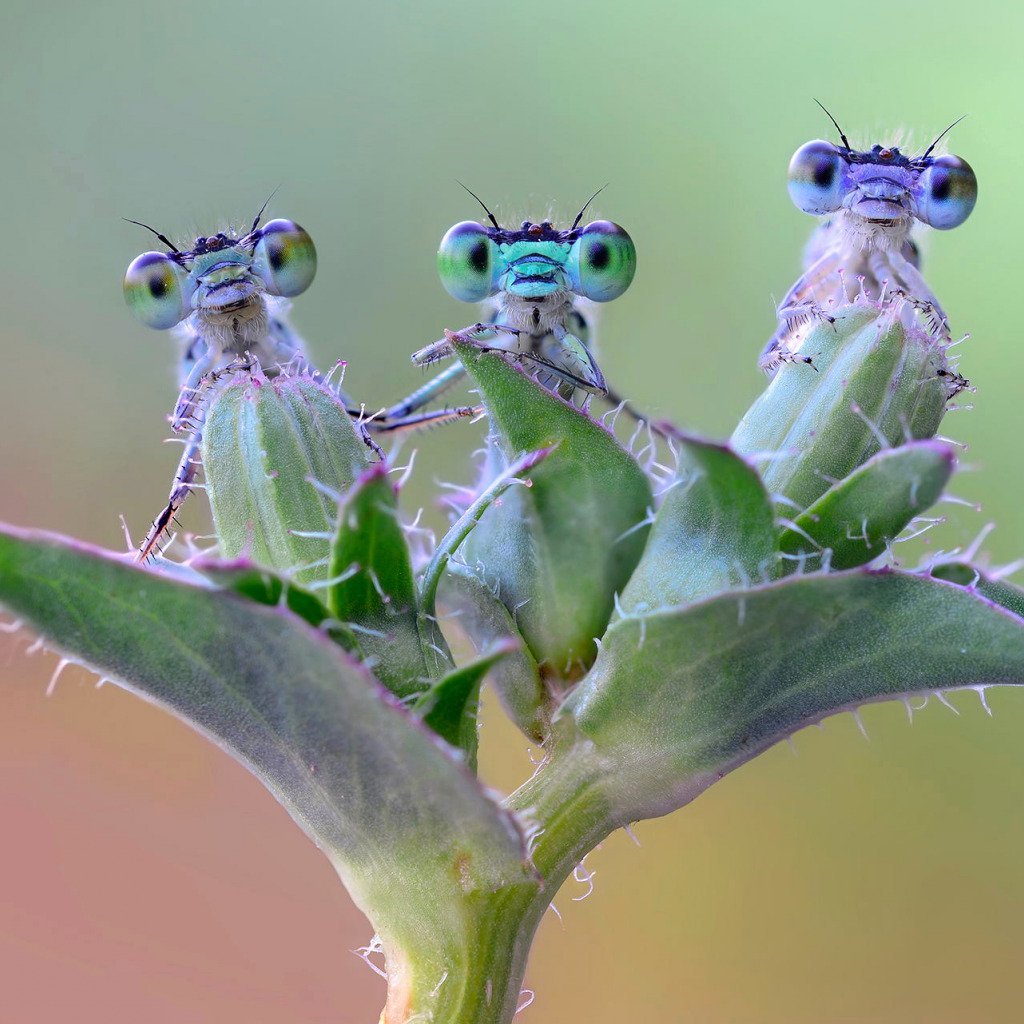 Макрофотография насекомых и цветов