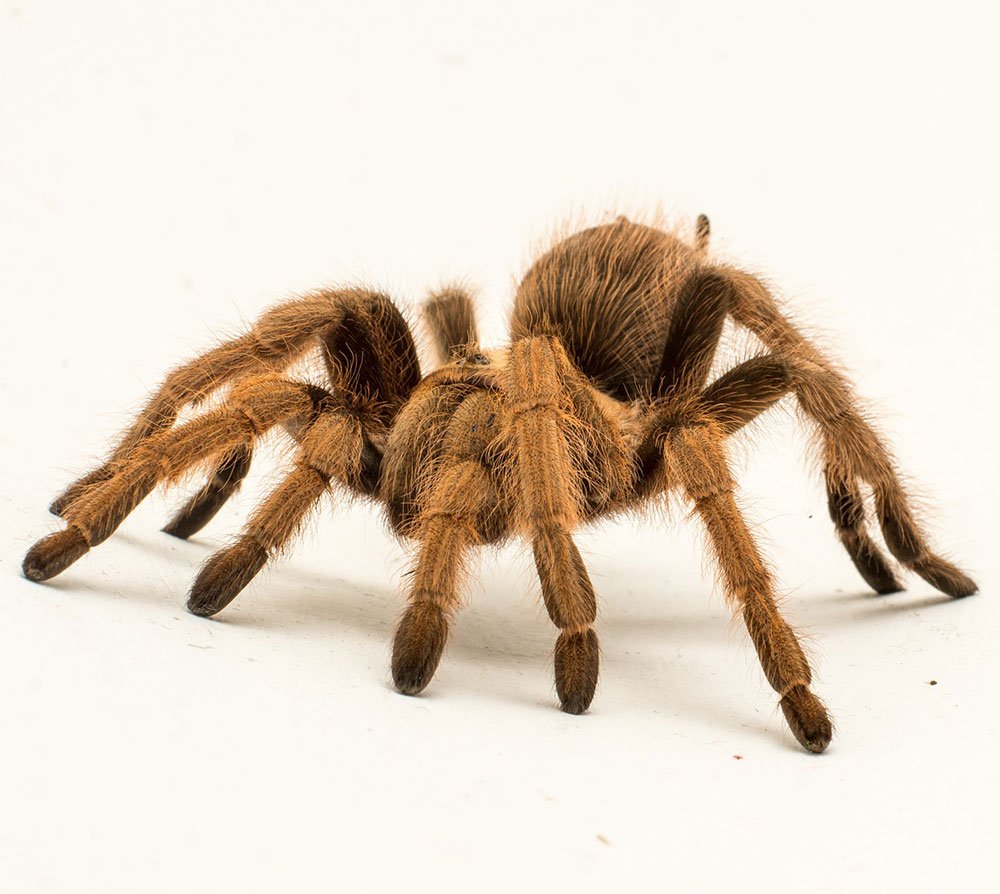 Усики муравья