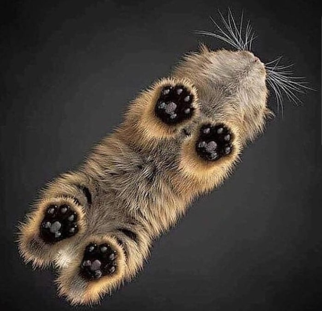 Муха ЦЕЦЕ ротовой аппарат