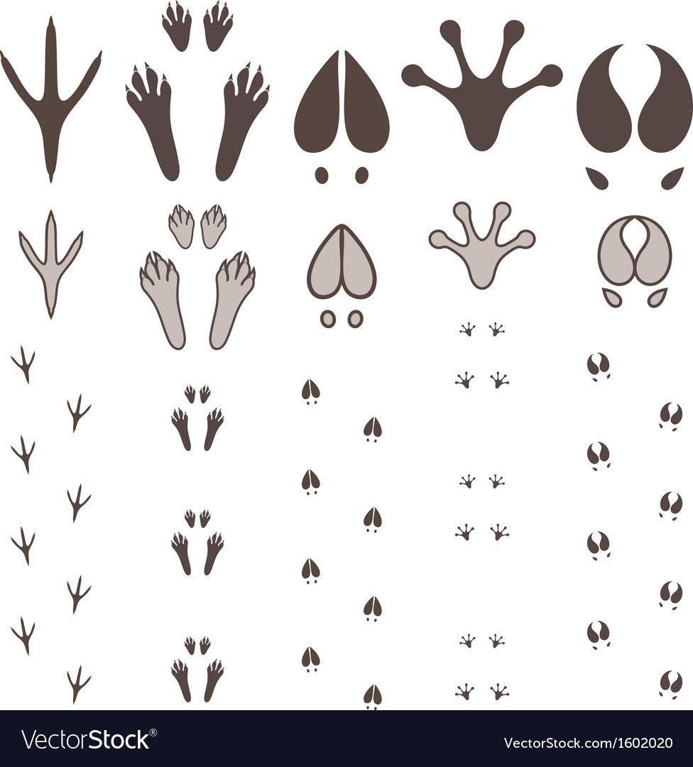 Строение конечностей насекомых