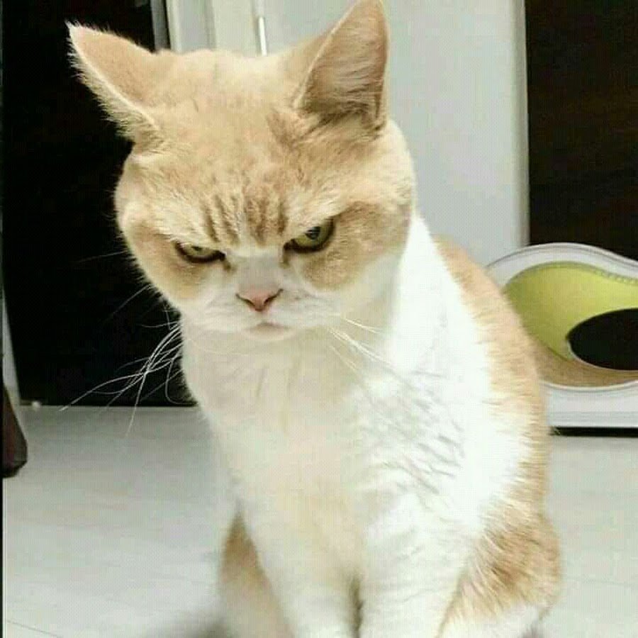 Недовольный кот