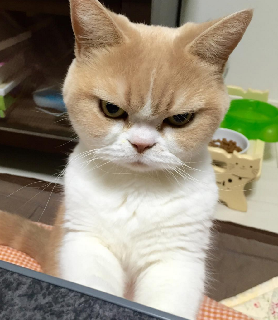 Сердитый кот Коюки