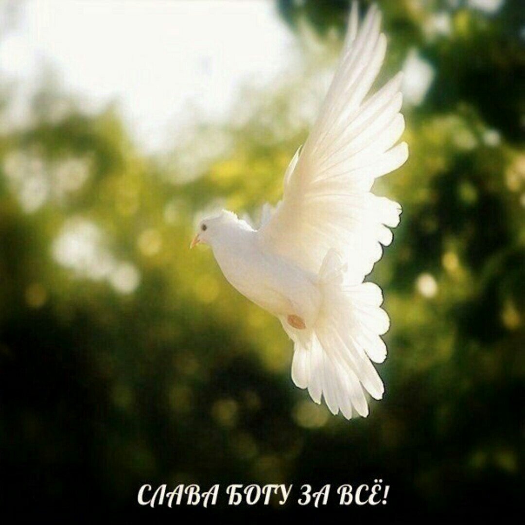 Белые голуби в небе