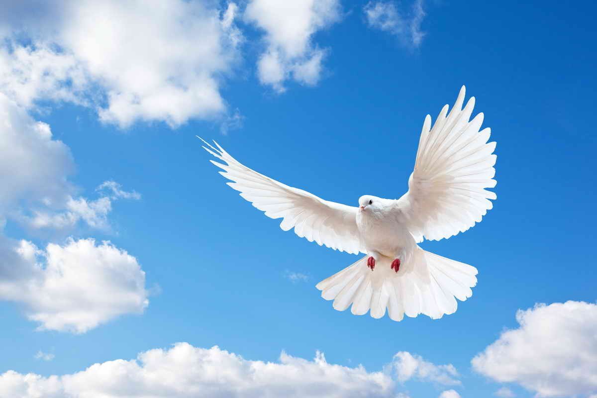 Белый голубь с зелёными крыльями