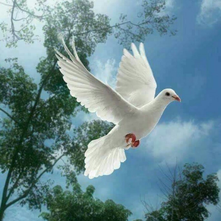 Голубь взлетает