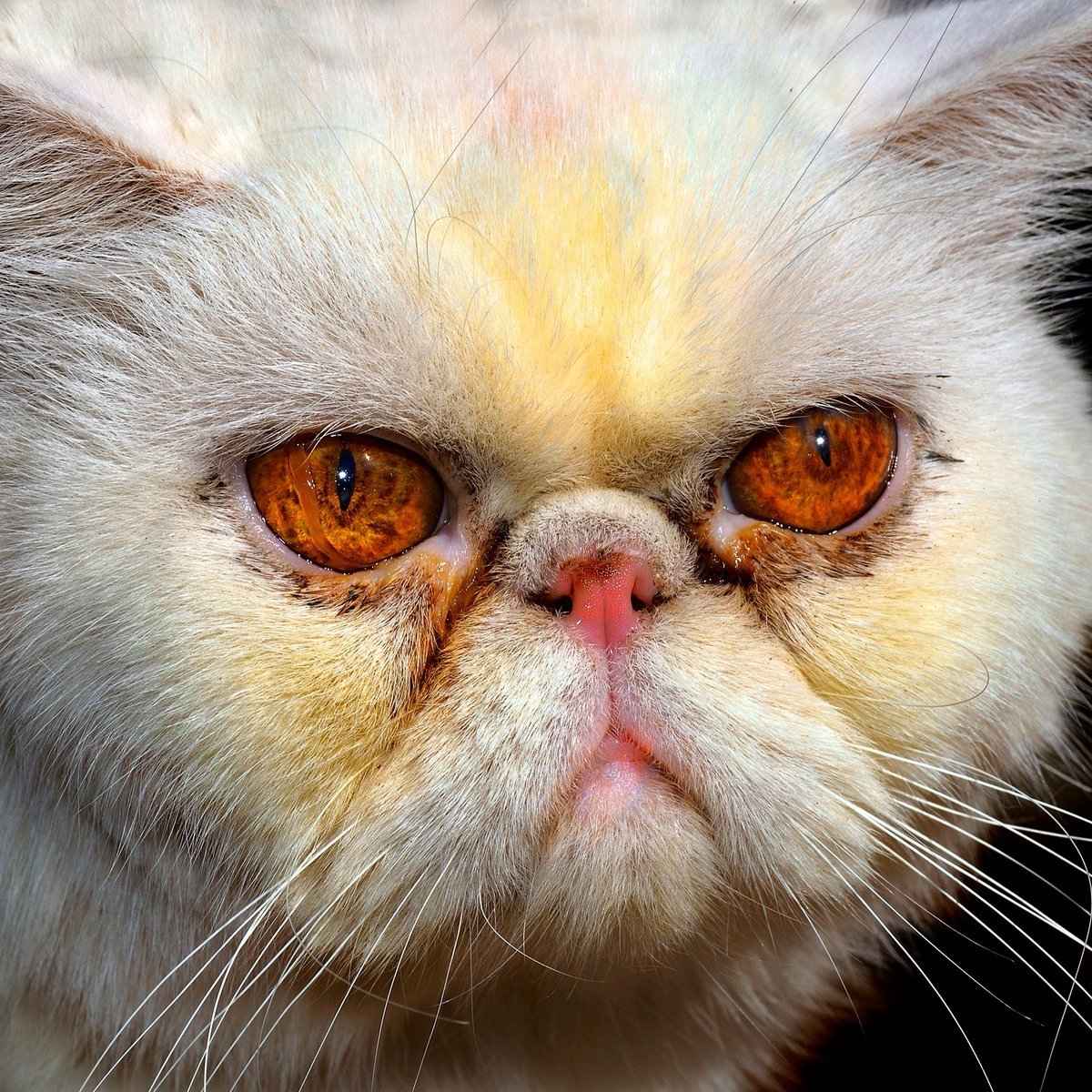 Персидская кошка злая