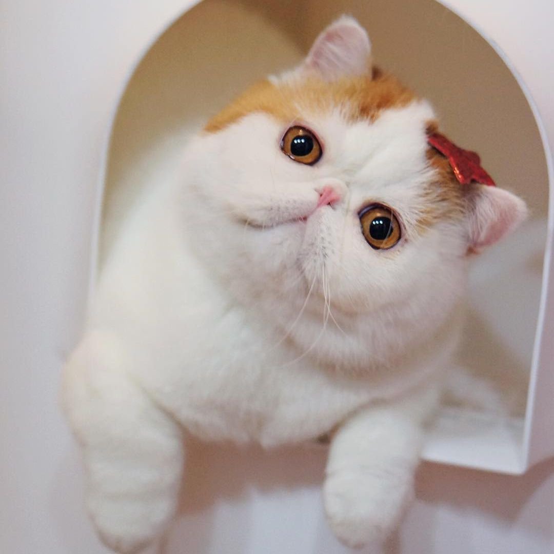 Коты экзоты Снупи