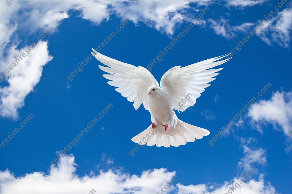 Белые голуби в небе круглая
